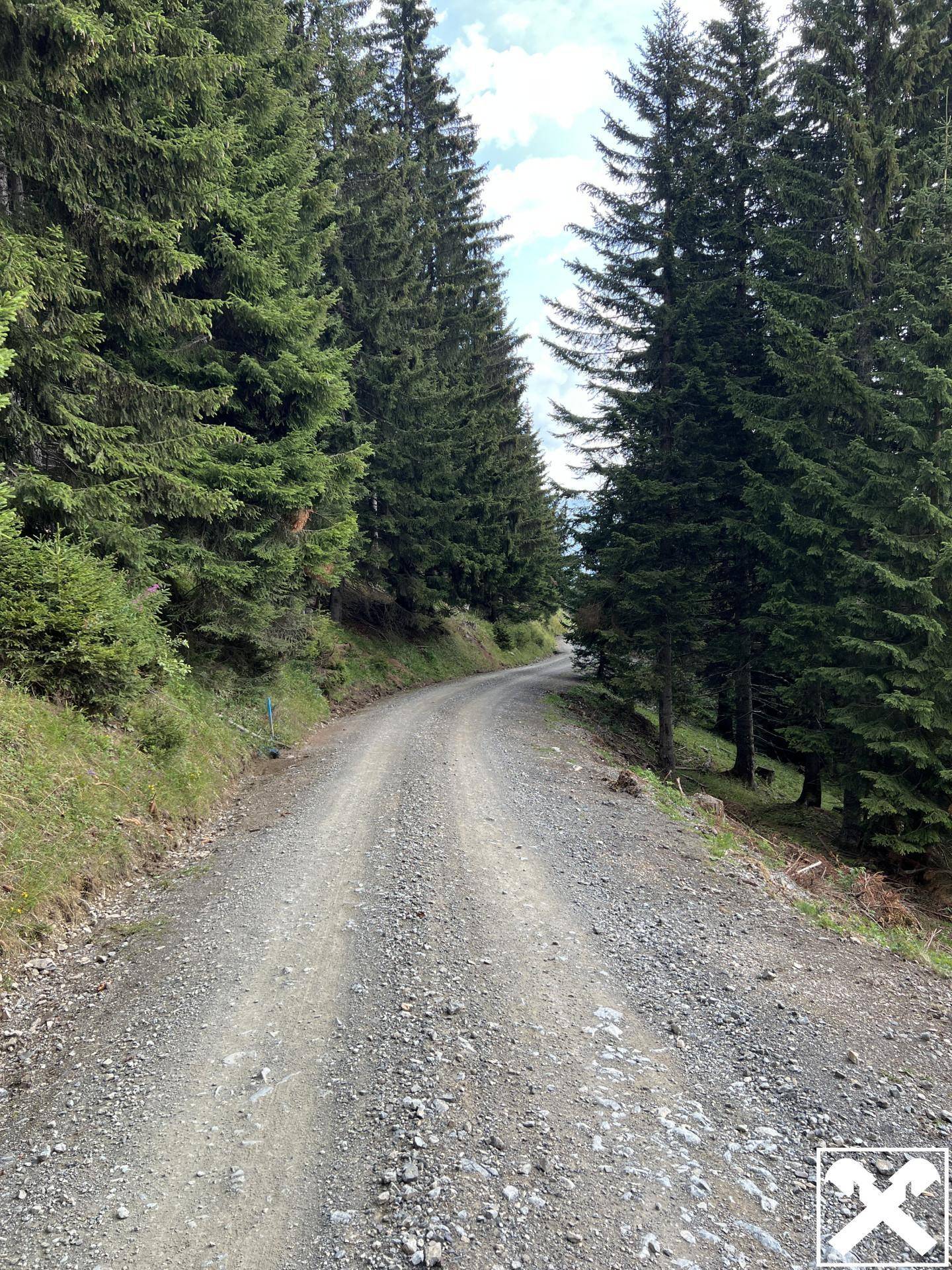 Ein unbefestigter Weg schlängelt sich durch einen dichten Wald aus hohen Nadelbäumen.