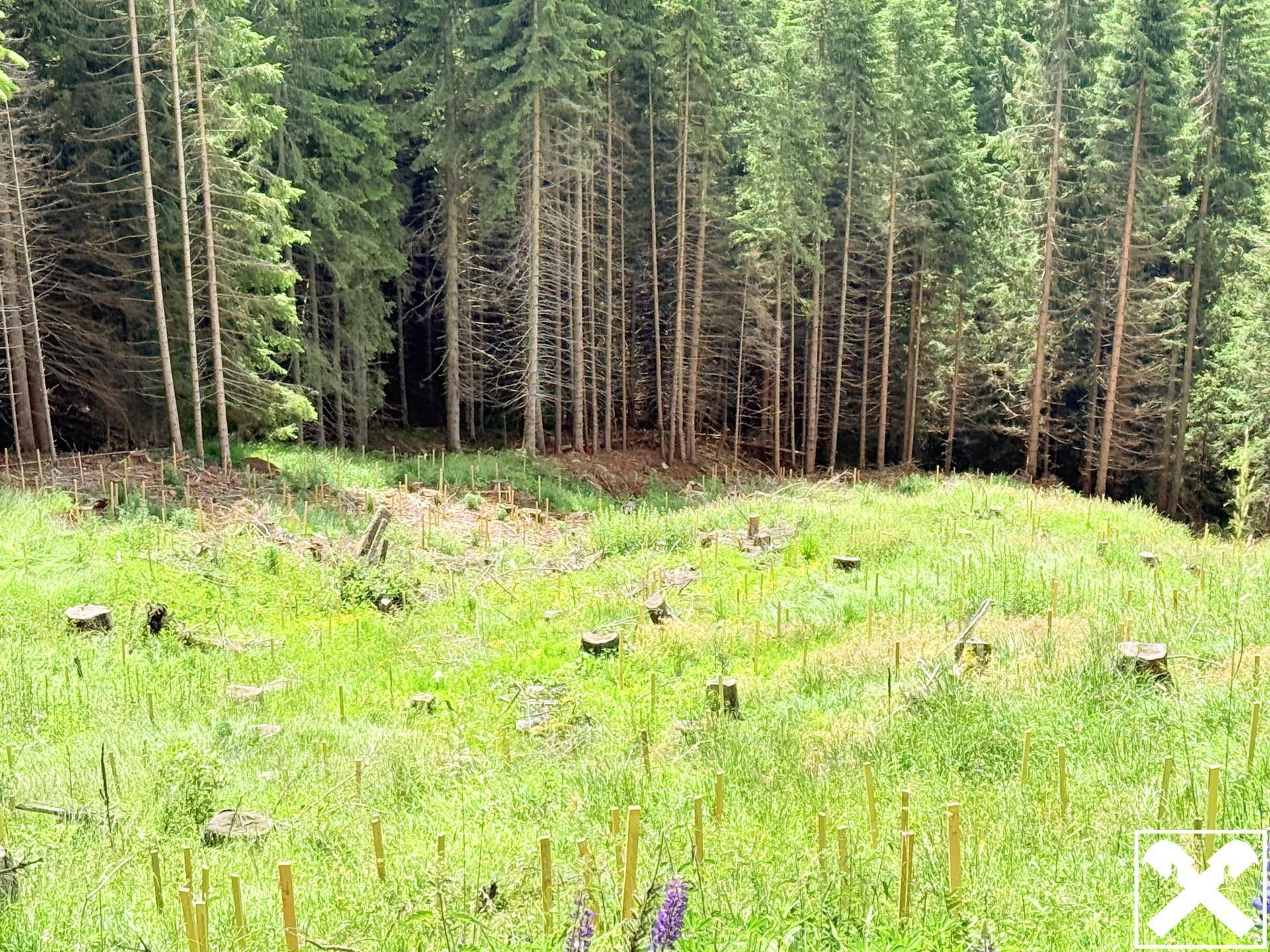 Waldrand mit hohen Nadelbäumen und einer Lichtung im Vordergrund mit Gras und Baumstümpfen.