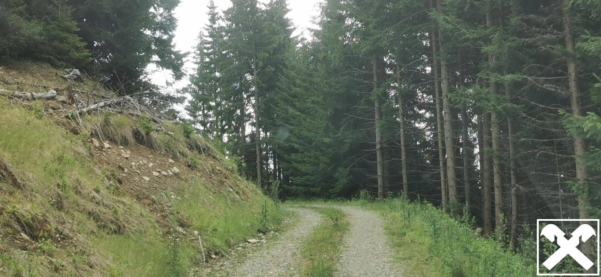 Ein kurviger Schotterweg führt durch einen Wald, flankiert von einem steilen, grasbewachsenen Hang.