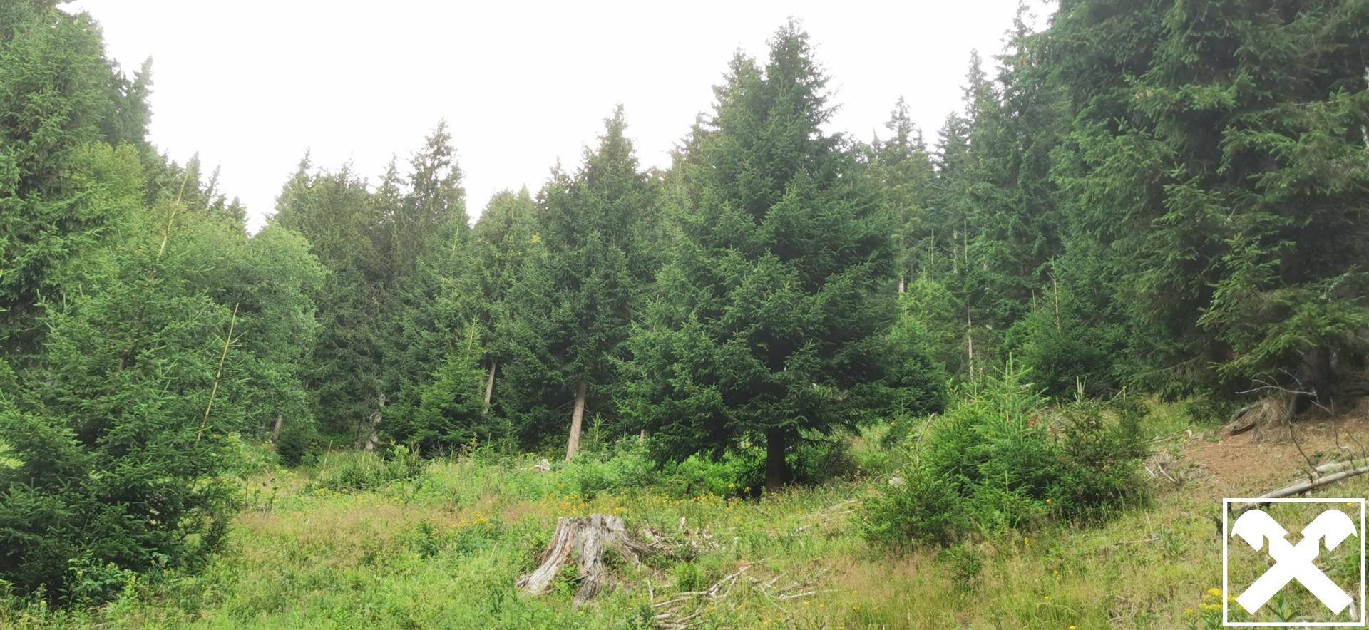 Eine Waldlichtung mit einem alten Baumstumpf und dichtem Baumbestand im Hintergrund der Szene.