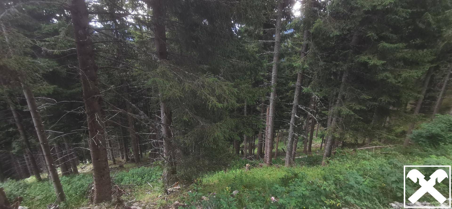 Ein dichter Wald mit hohen Bäumen und üppigem Unterholz, das eine natürliche Umgebung schafft.