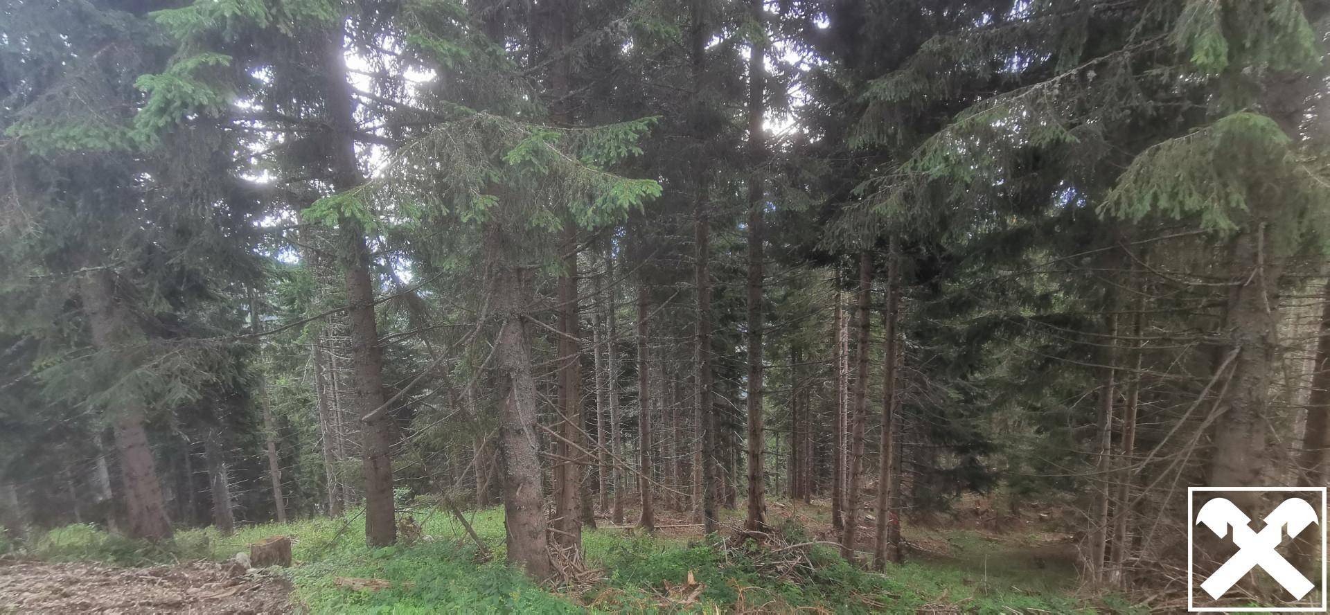 Ein dichter Wald mit hohen Bäumen und üppigem Unterholz, das eine natürliche Umgebung schafft.