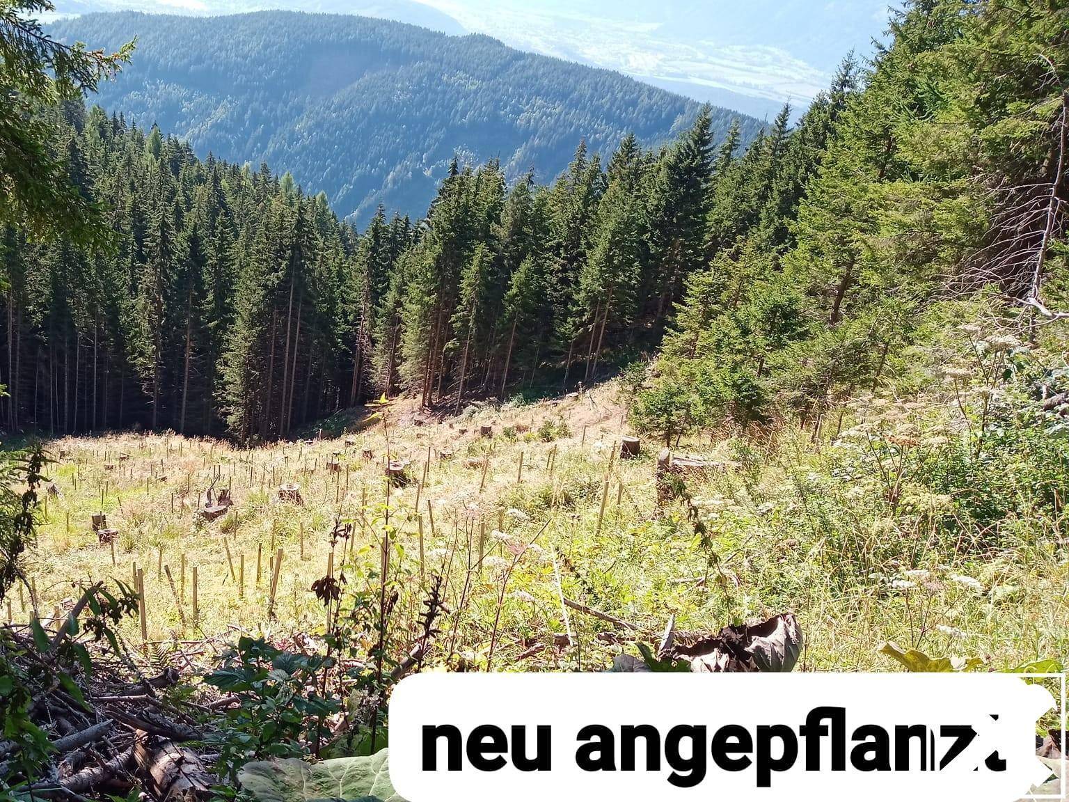 Eine neu aufgeforstete Waldfläche mit jungen Pflanzen und Baumstümpfen, umgeben von dichtem Wald.
