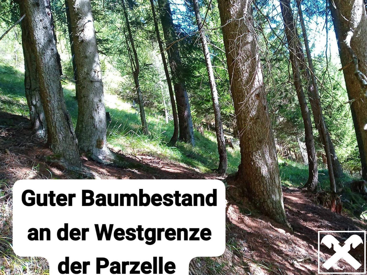 Dichter Baumbestand mit hohen Bäumen und Sonnenlicht, das durch die Äste fällt.