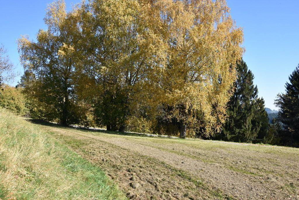 Sanfter Grashang mit großen, herbstlich gefärbten Bäumen und einem klaren blauen Himmel.