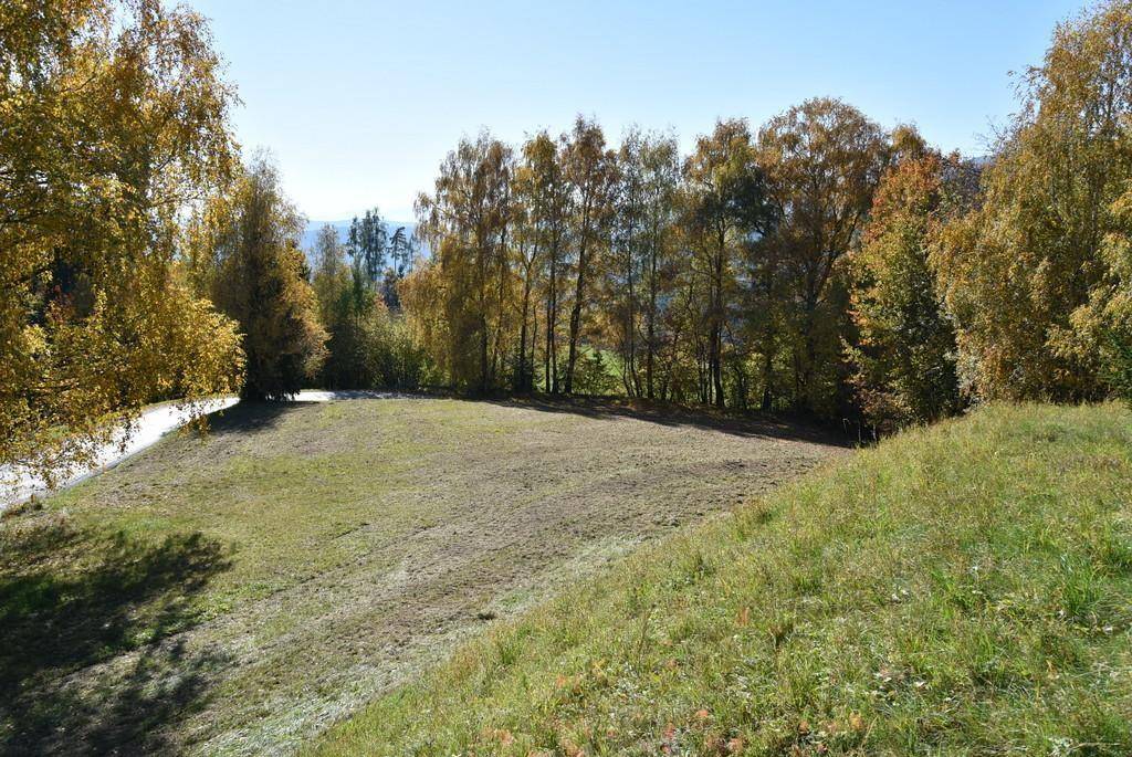Natürliche Grünfläche umgeben von herbstlichen Bäumen mit gelbem Laub unter strahlend blauem Himmel.