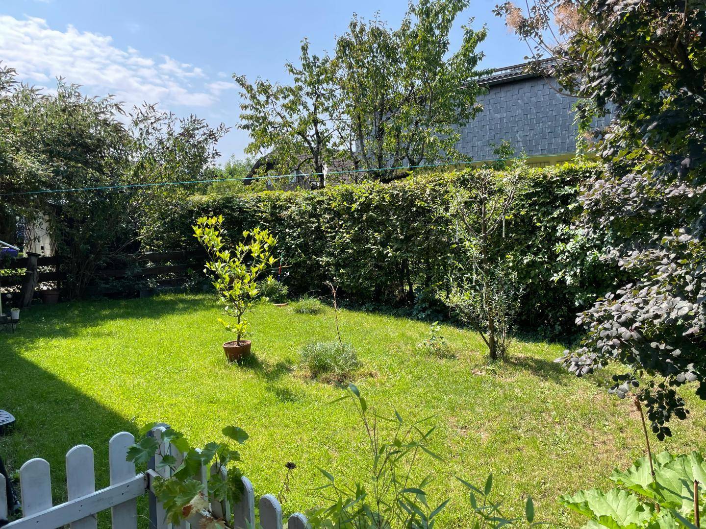 Gepflegter grüner Garten mit Rasenfläche, Hecke und einem weißen Lattenzaun unter blauem Himmel.