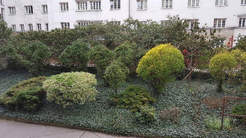 Gepflegter Gartenbereich mit verschiedenen Sträuchern und Bodendeckern vor einem Gebäude.