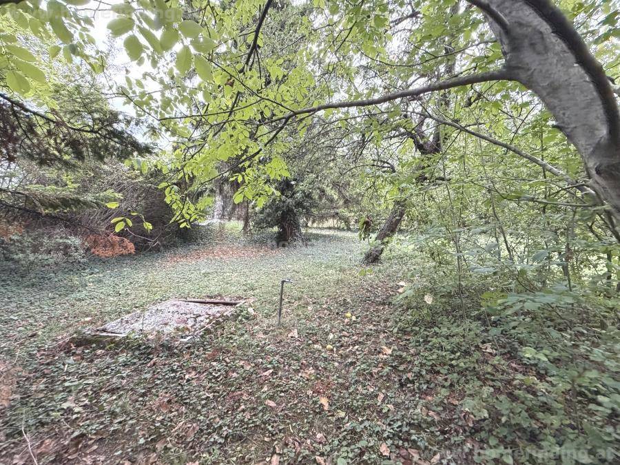 Naturbelassener Gartenbereich mit dichtem Bewuchs, alten Bäumen und einer Abdeckung im Vordergrund.