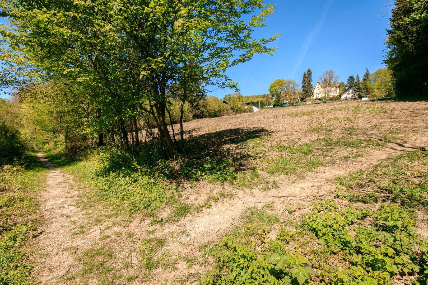 Naturbelassener Pfad durch eine grüne, bewaldete Landschaft mit sonnigem Himmel.