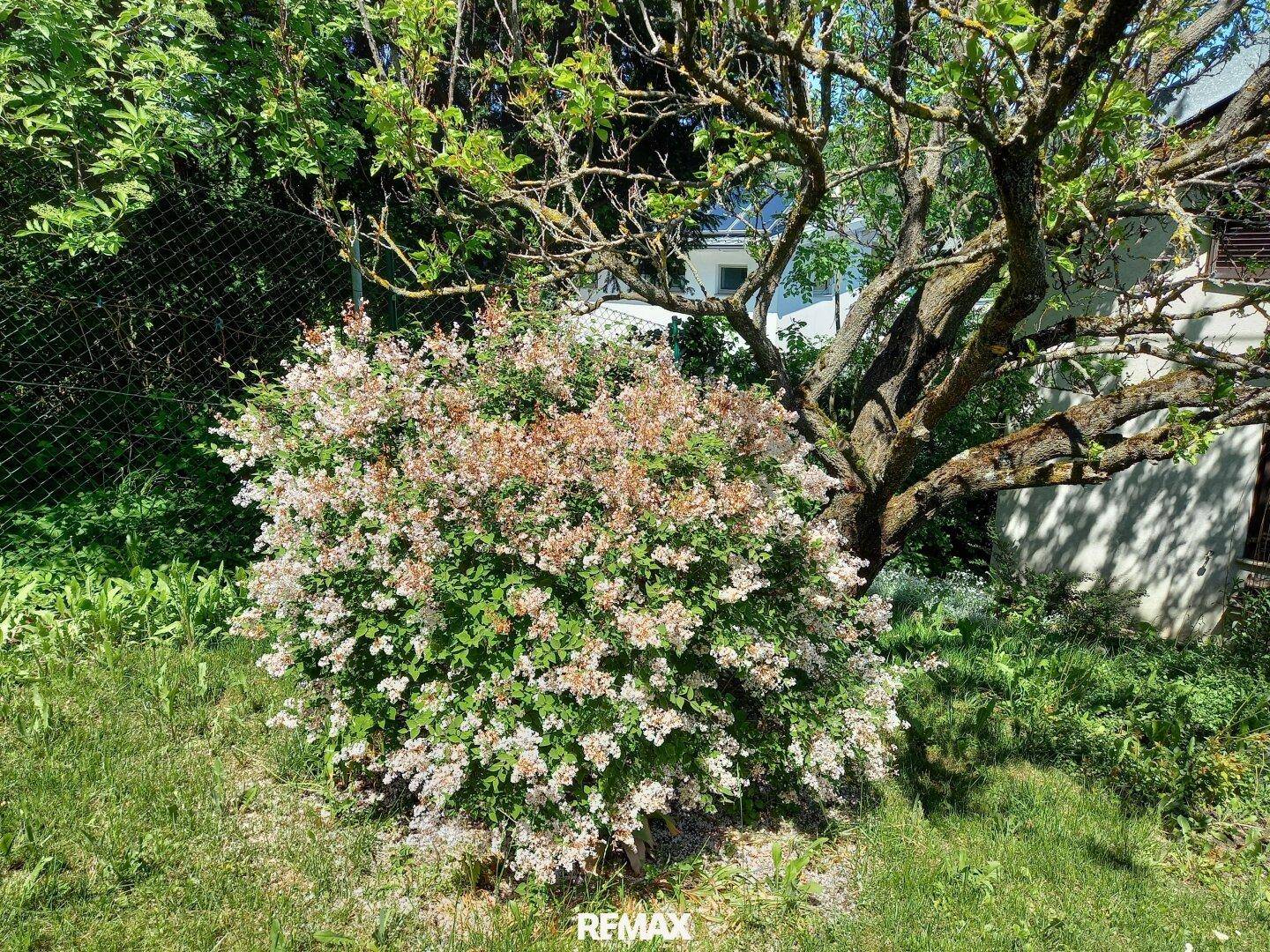 Blühender Strauch im Garten mit altem Baum und sonniger Atmosphäre.