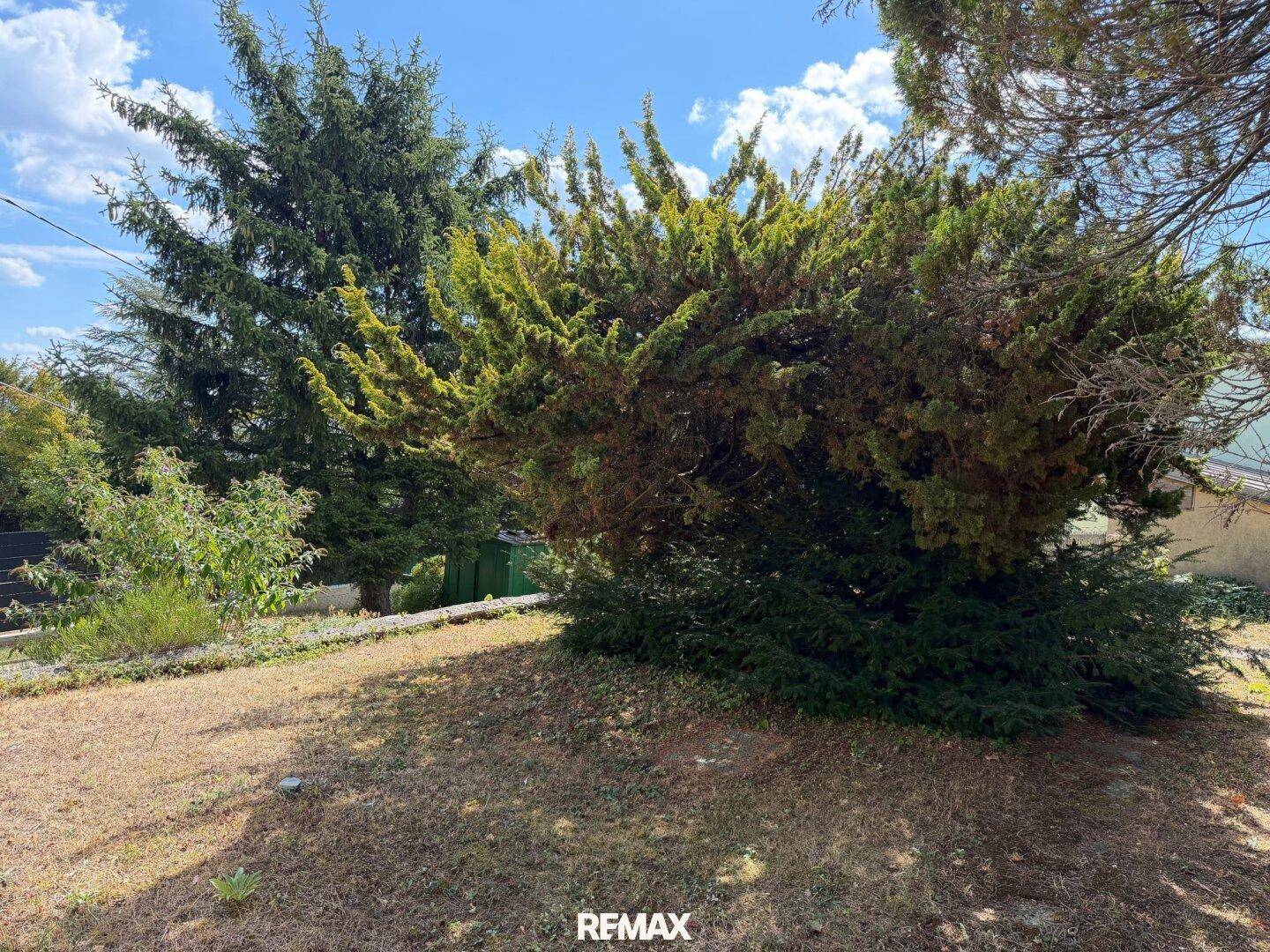Sonniger Gartenbereich mit einem großen, dichten Strauch und hohen Bäumen im Hintergrund.