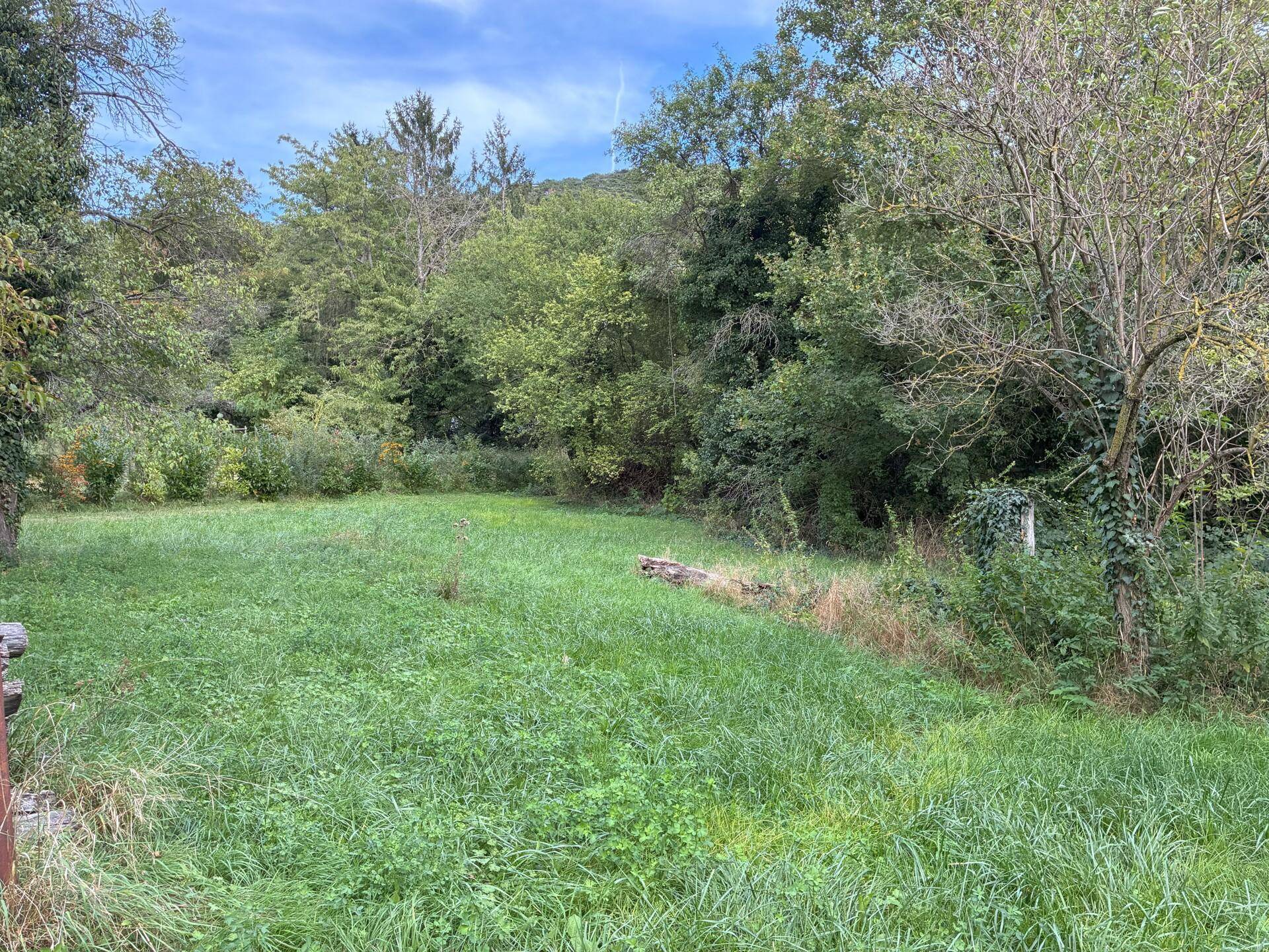 Große Wiese mit unregelmäßigem Gras und umgebenden Bäumen, ideal für naturnahes Wohnen.