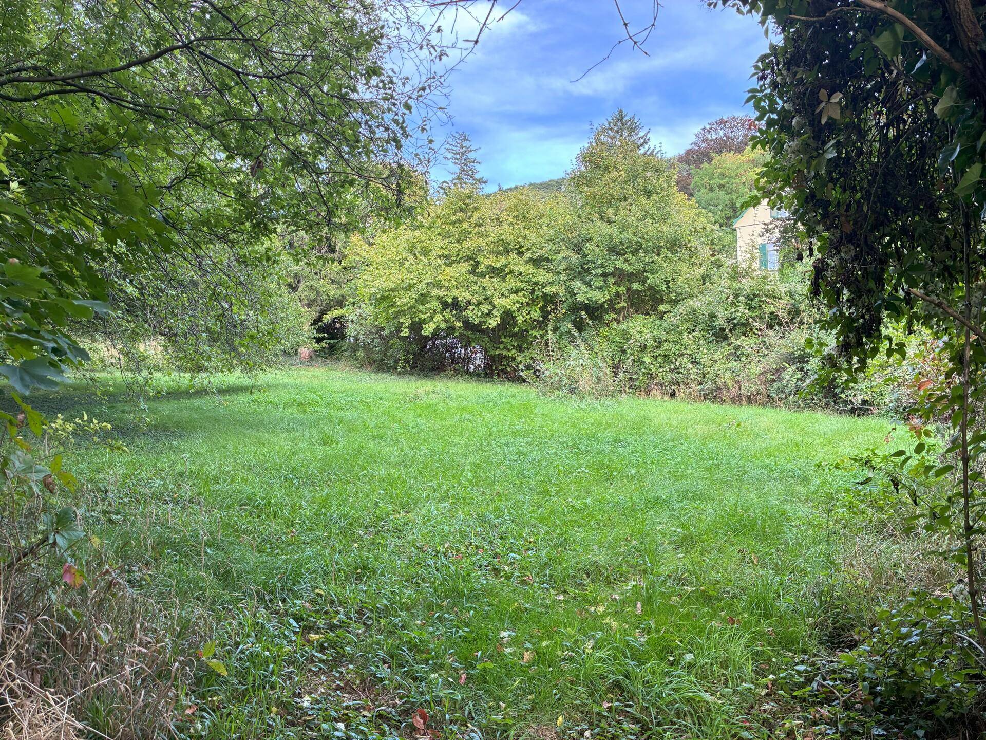 Naturbelassene Grünfläche mit hohem Gras und dichtem Baumbestand im Hintergrund.