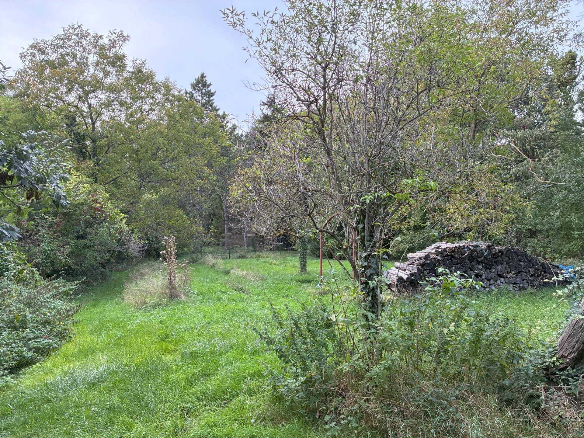 Natürliche Gartenfläche mit Bäumen und einem Holzstapel, umgeben von üppigem Grün.