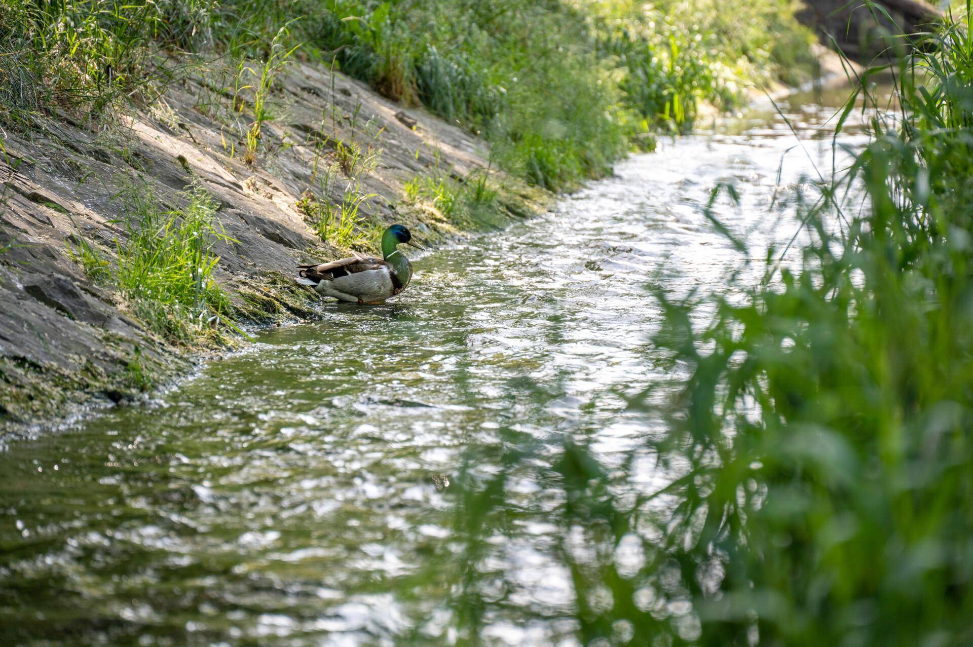 Eine Ente schwimmt in einem kleinen, klaren Bachlauf mit grünen Ufern.