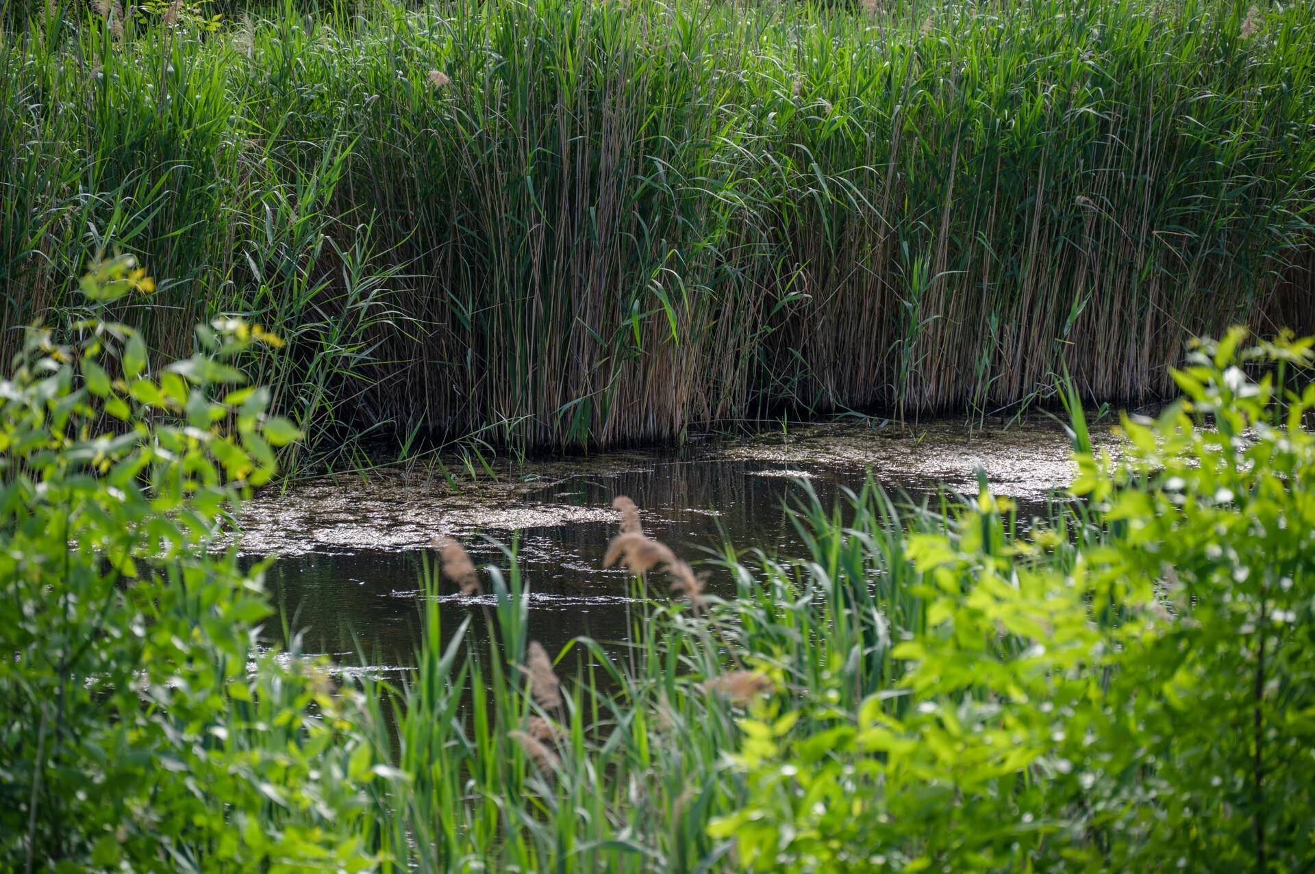 Natürlicher Teich umgeben von hohen grünen Schilfpflanzen und üppiger Vegetation.