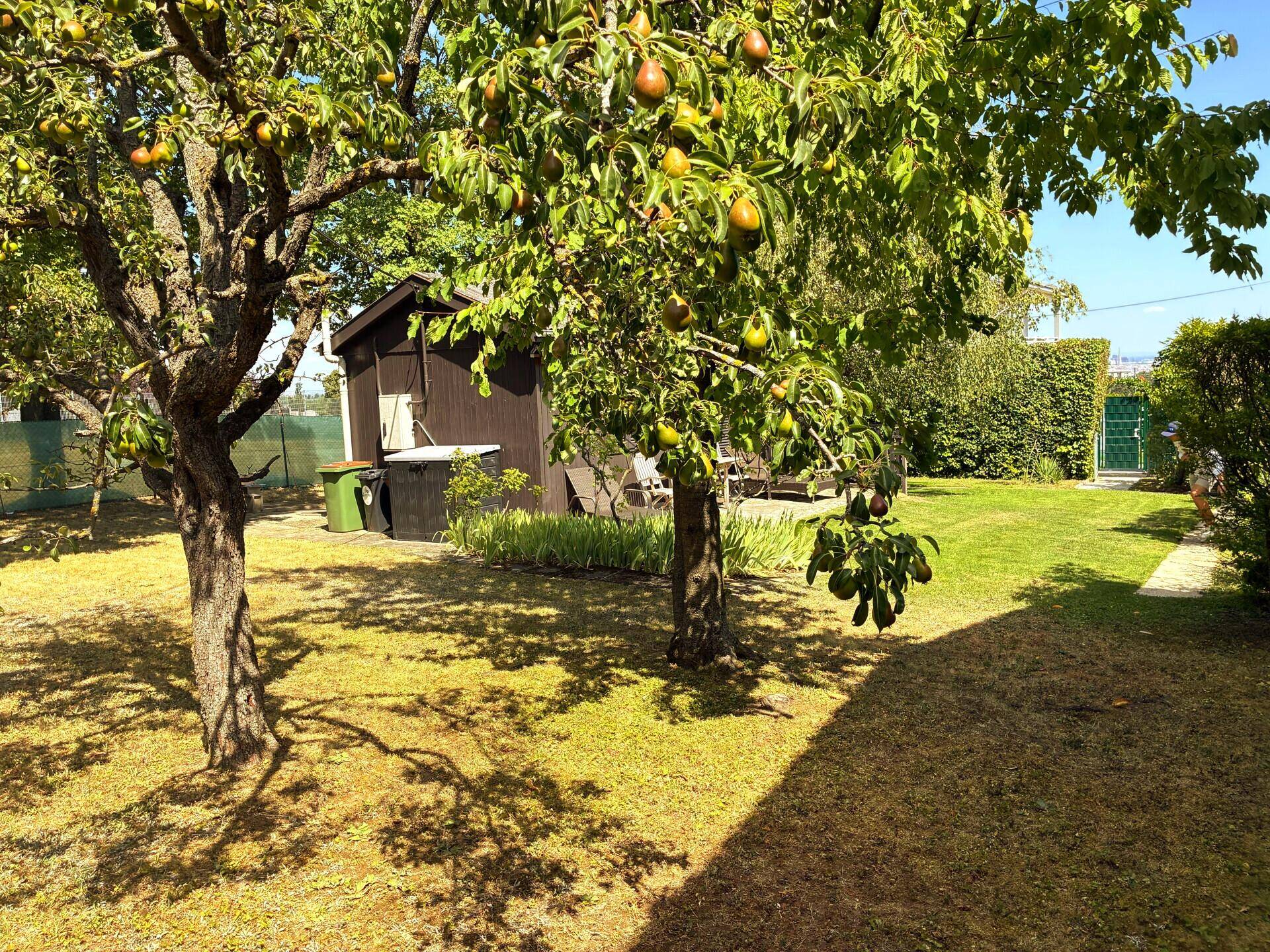 Großer Garten mit reifen Birnbäumen und einem kleinen Gartenhaus im Hintergrund an einem sonnigen Tag.