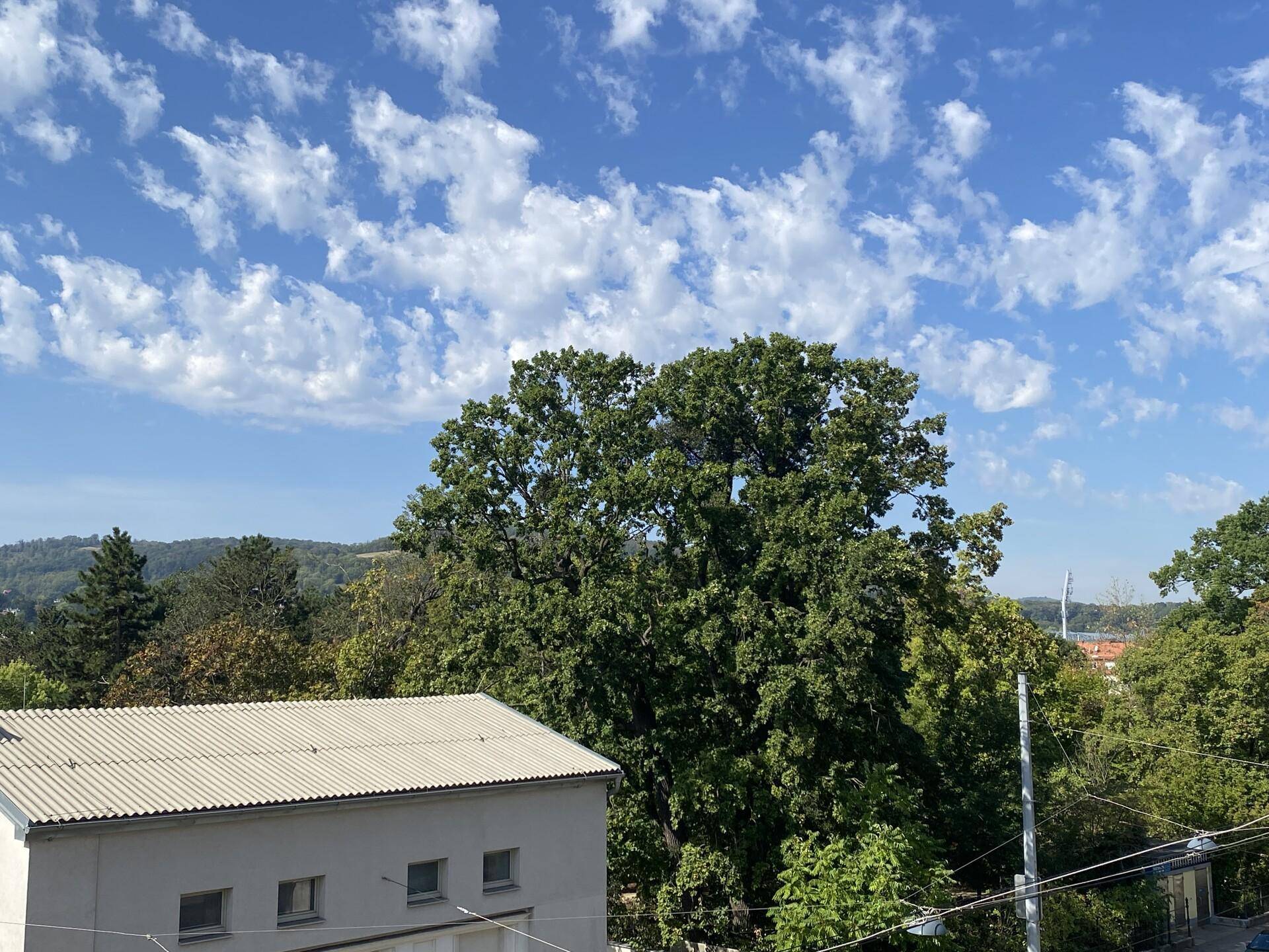 Weitläufiger Blick ins Grüne mit großen Bäumen und blauem Himmel über einem Gebäudedach.