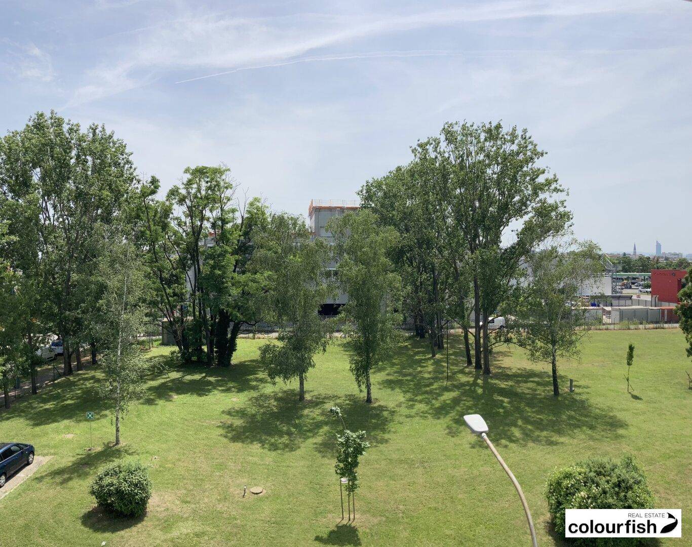 Weitläufige Grünfläche mit vielen Bäumen und einem Blick auf die umliegenden Gebäude unter blauem Himmel.