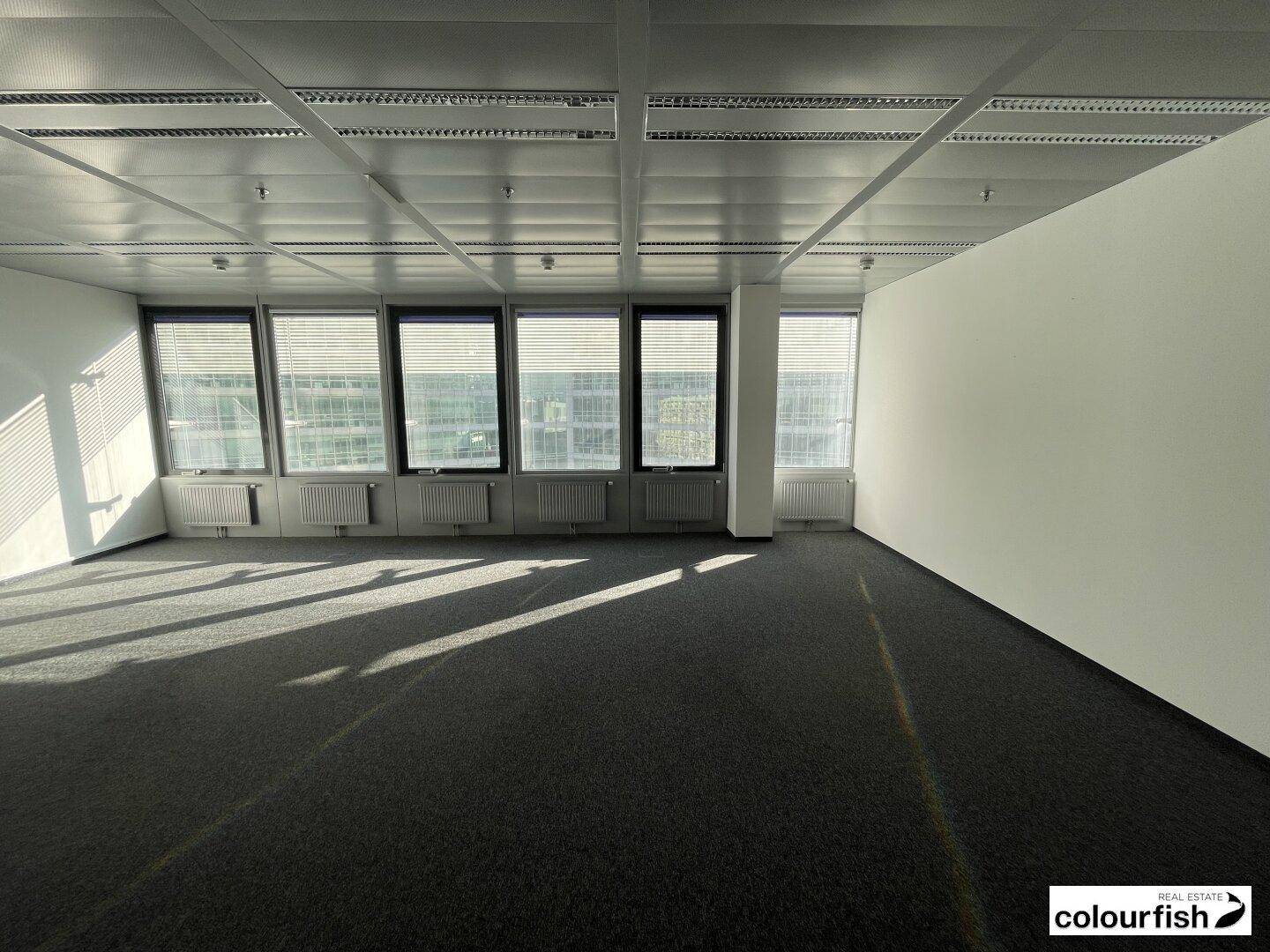 Geräumiges, leeres Büro mit dunklem Teppichboden und einer Reihe von Fenstern für viel Tageslicht.