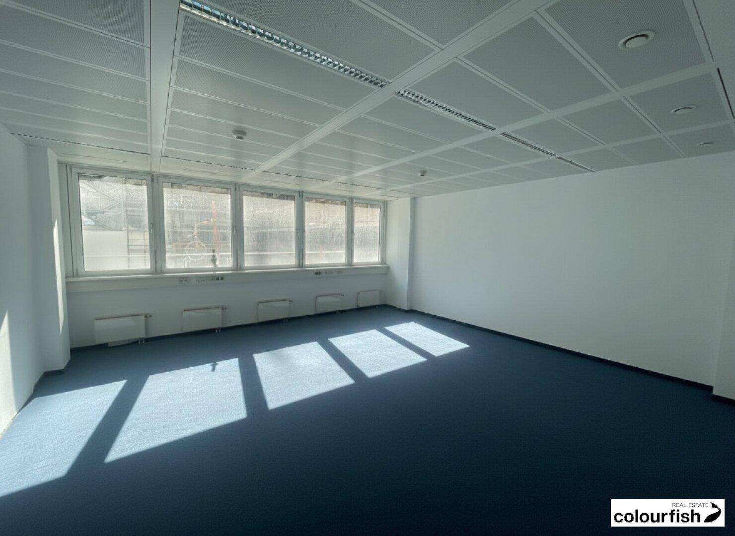 Geräumiges Büro mit blauem Teppichboden, viel Tageslicht und einer modernen Rasterdecke.