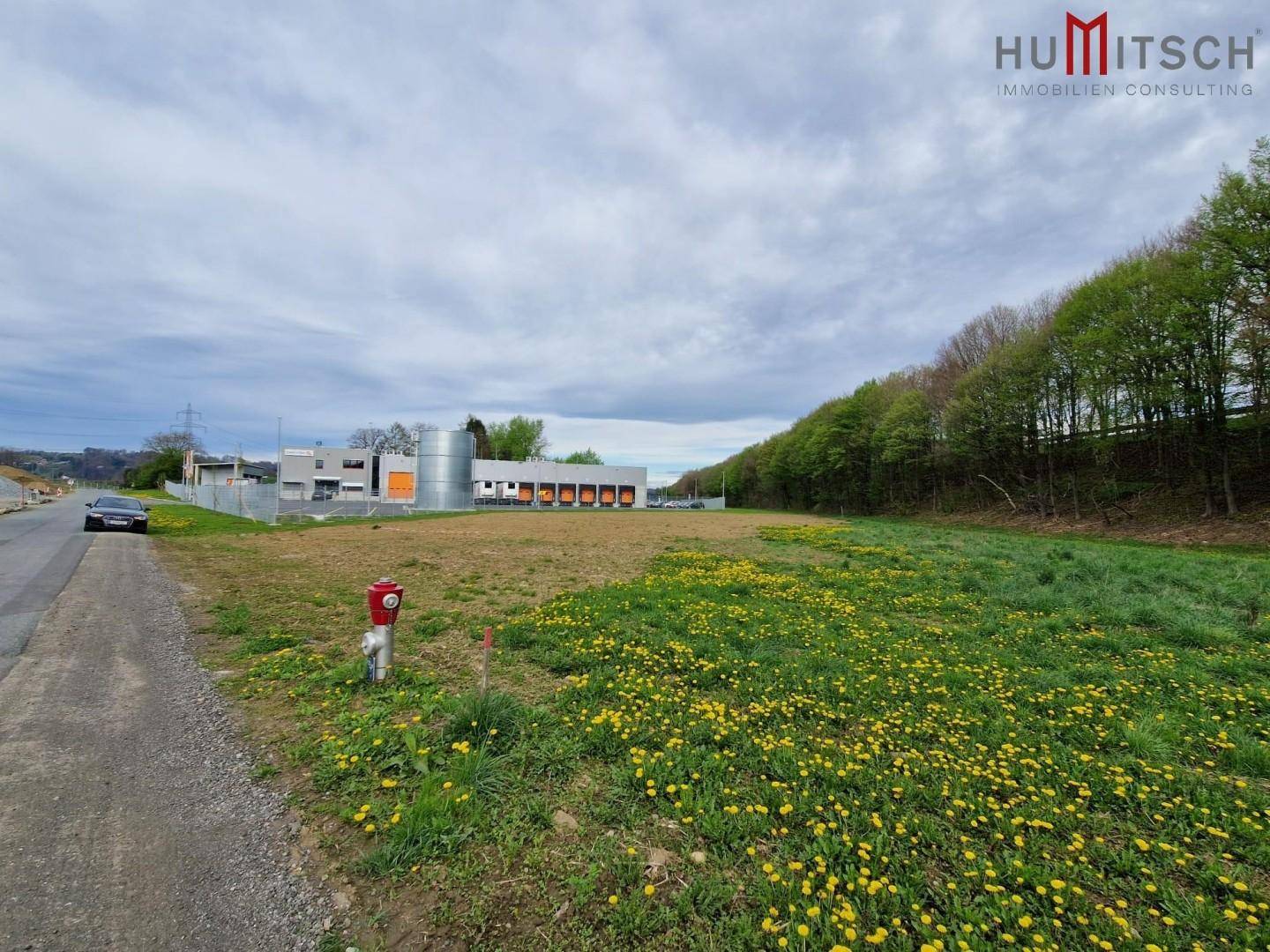 Offenes Feld mit gelben Blumen und einer Straße, im Hintergrund sind Industriegebäude und Bäume sichtbar.