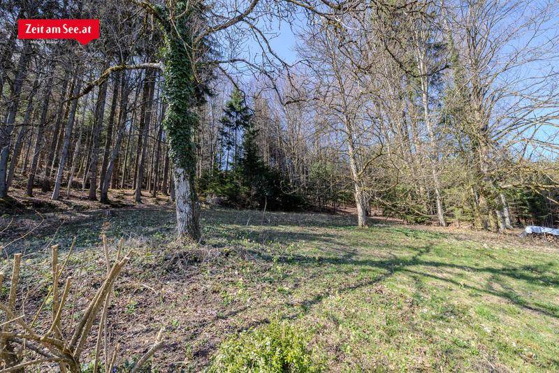 Natürliche Waldlichtung mit Bäumen und Grasflächen unter hellem Sonnenlicht.