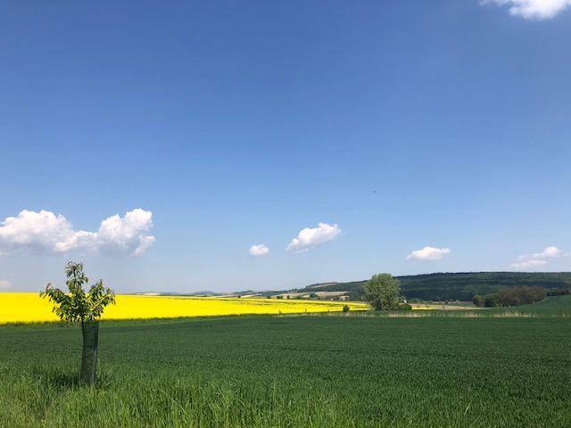 Sonnige Landschaft mit blühenden Rapsfeldern und grünen Wiesen unter blauem Himmel.