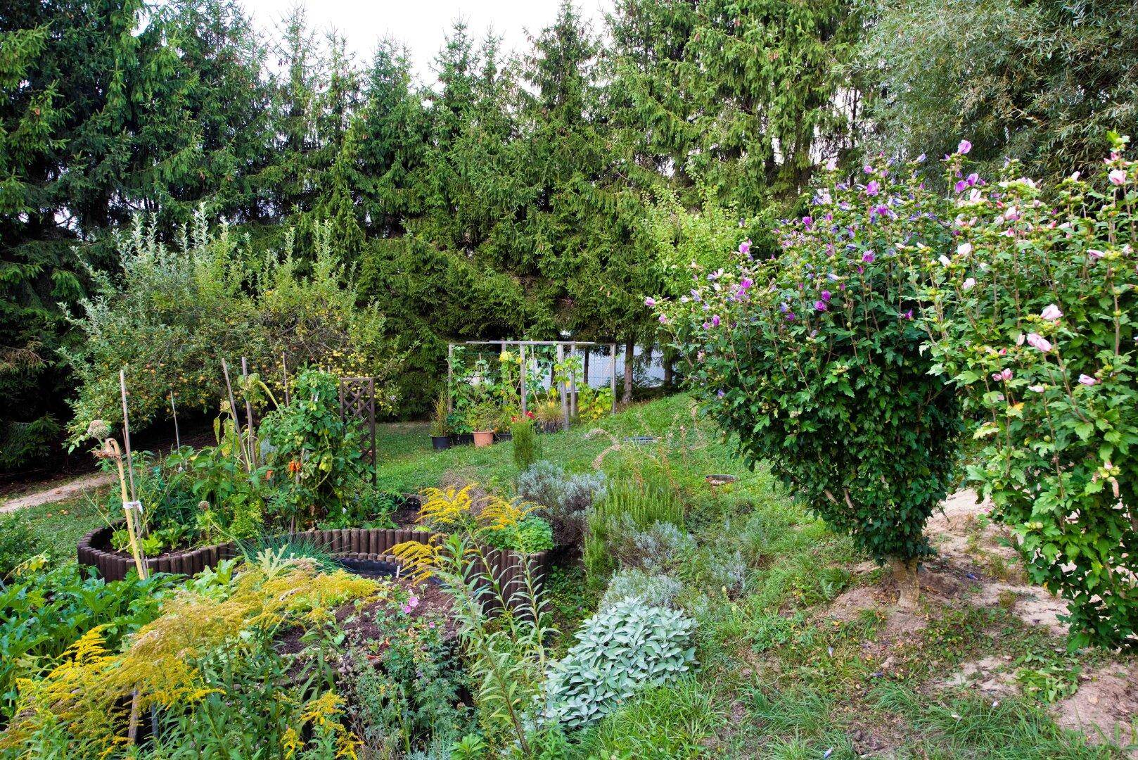 Großer, naturnaher Garten mit vielfältigen Pflanzen, Sträuchern und hohen Bäumen im Hintergrund.
