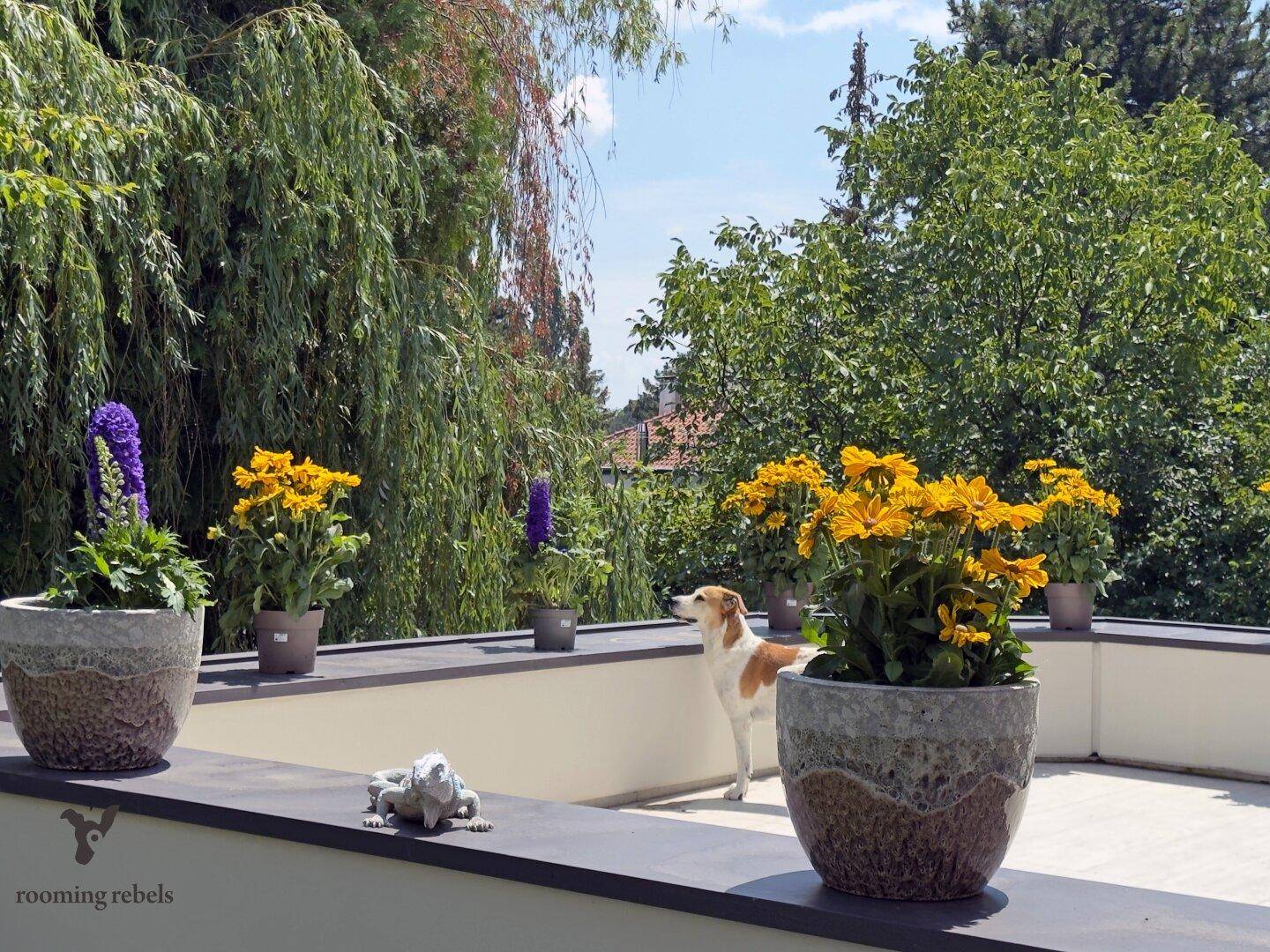 Sonnige Terrasse mit Topfpflanzen und weitem Blick ins Grüne, ideal zum Entspannen.