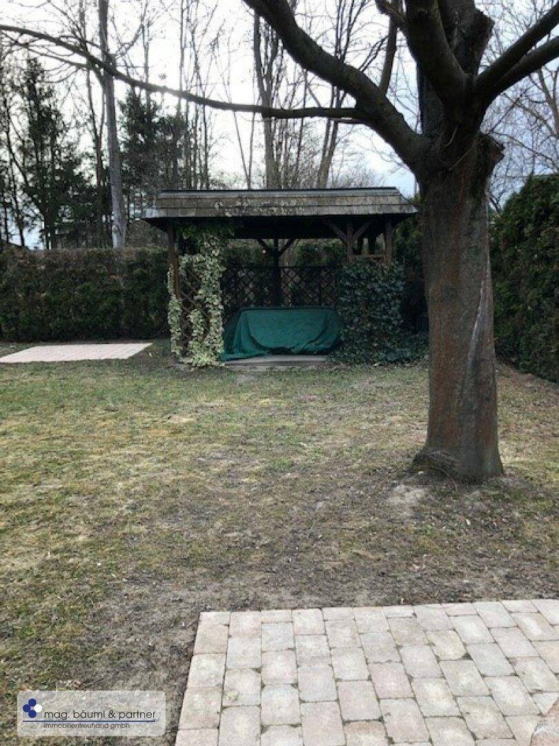 Laube