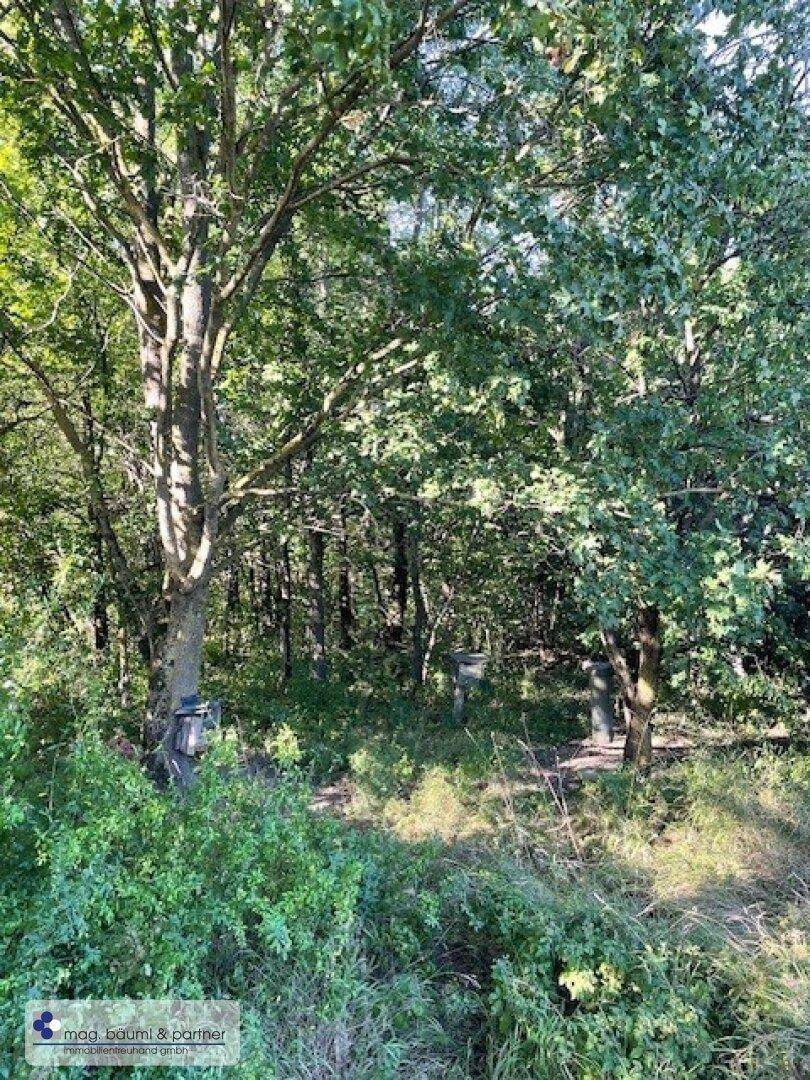 Dichter Wald mit hohen Bäumen und üppigem Unterholz, das Sonnenlicht filtert durch die Blätter.