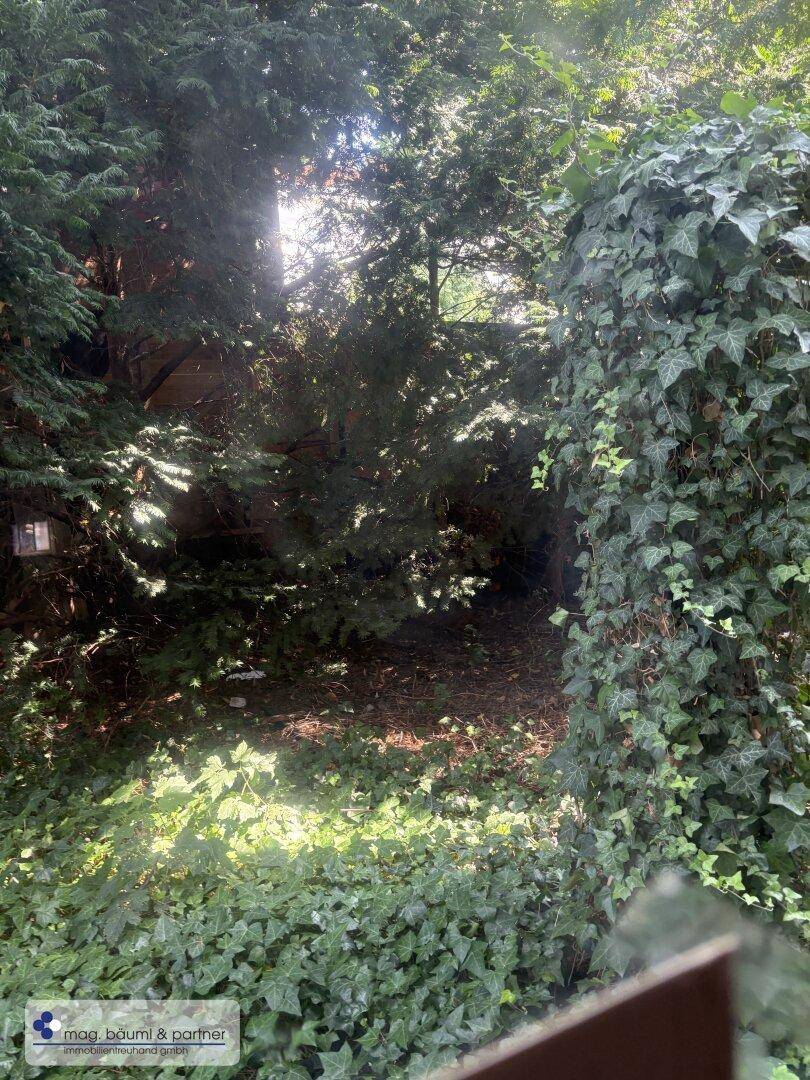 Verwilderter Gartenbereich mit dichtem Grün, Bäumen und Efeu, bietet viel Potenzial.