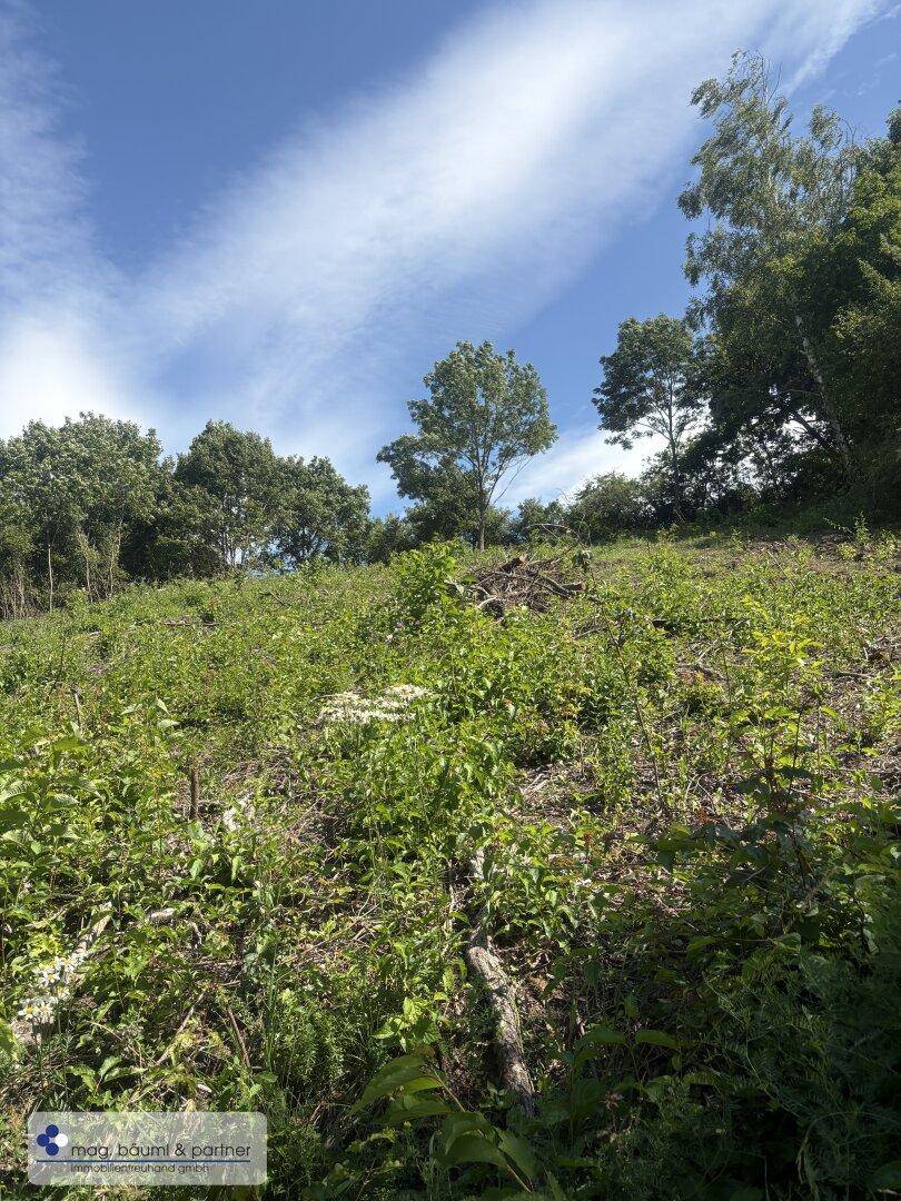 Eine grüne, bewachsene Anhöhe unter einem weiten blauen Himmel mit vereinzelten Bäumen.