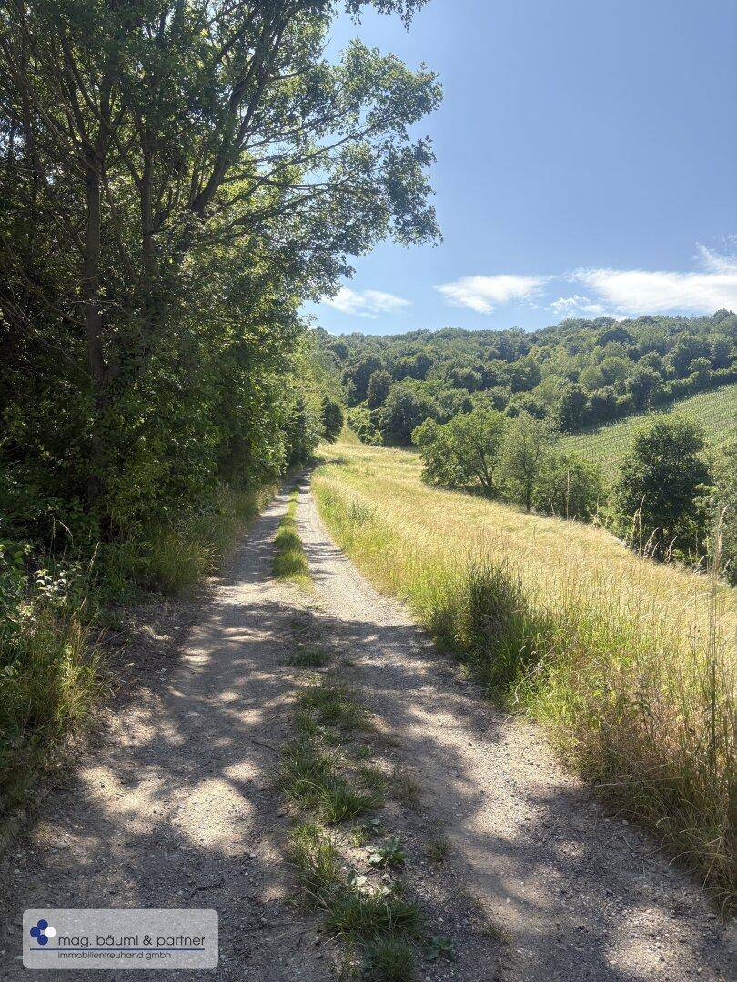 Ein sonniger Feldweg schlängelt sich durch grüne Wiesen und Bäume in einer ländlichen Umgebung.
