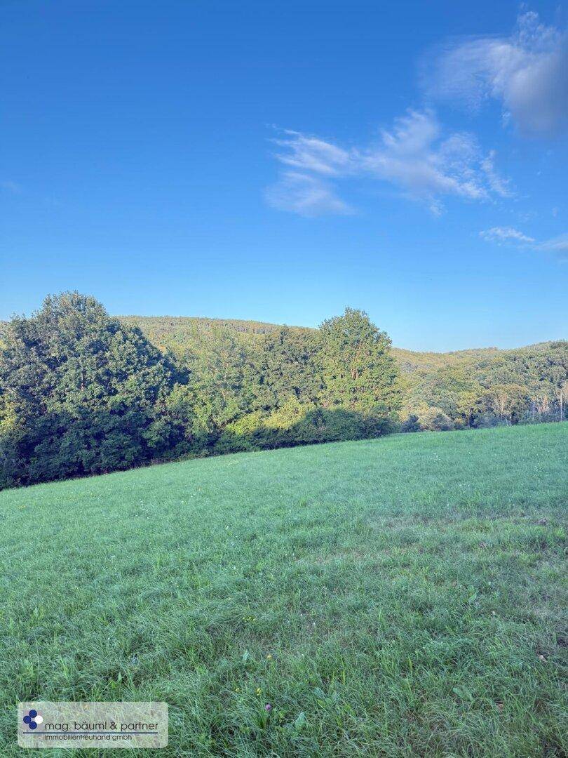 Weitläufige grüne Wiesen und bewaldete Hügel unter einem strahlend blauen Himmel.