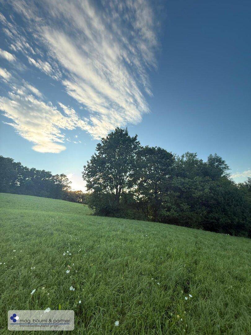 Idyllische Wiesenlandschaft mit Bäumen und dramatischen Wolkenformationen bei Sonnenauf- oder -untergang.