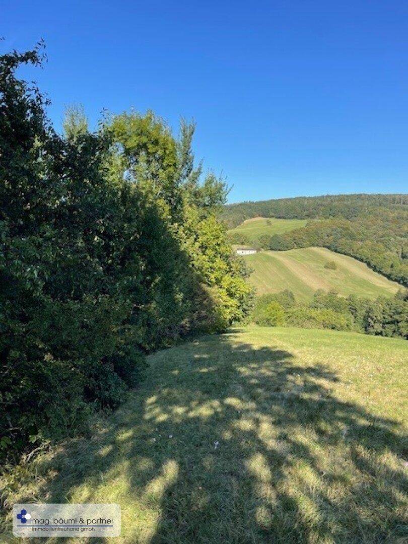 Sonnige grüne Wiese mit Bäumen am Rand und weitem Blick auf die hügelige Landschaft.