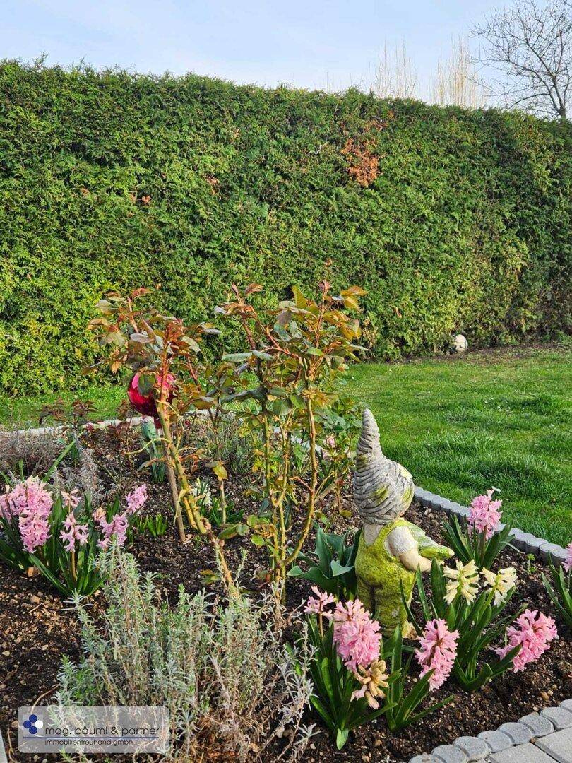 Blumenbeet im Garten mit Hyazinthen, Rosen und einem dekorativen Gartenzwerg.