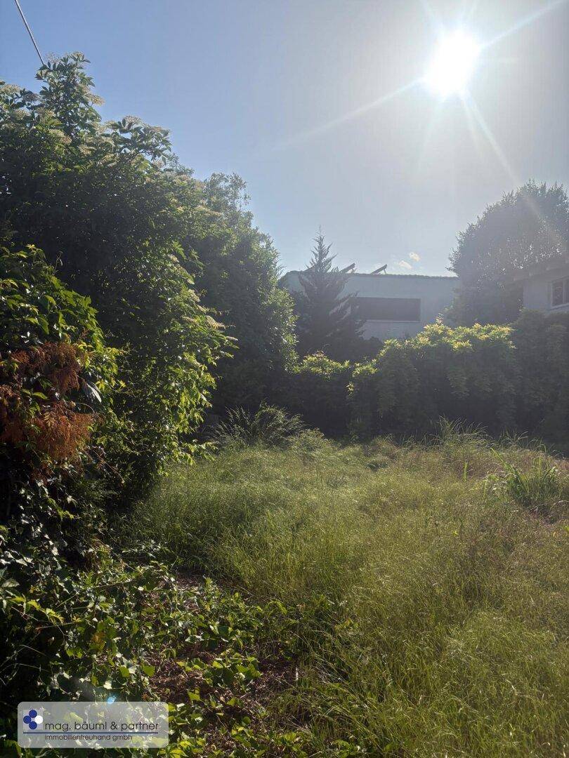 Sonniges, überwuchertes Gartengrundstück mit Bäumen und Blick auf ein Gebäude im Hintergrund.