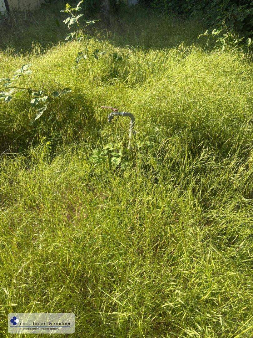 Überwuchertes Gartengrundstück mit einem sichtbaren Wasserhahn inmitten hoher Gräser.