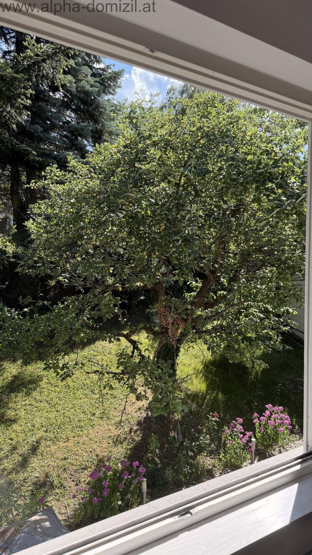 Blick aus einem Fenster auf einen sonnigen Garten mit üppigem Baum und blühenden Pflanzen.