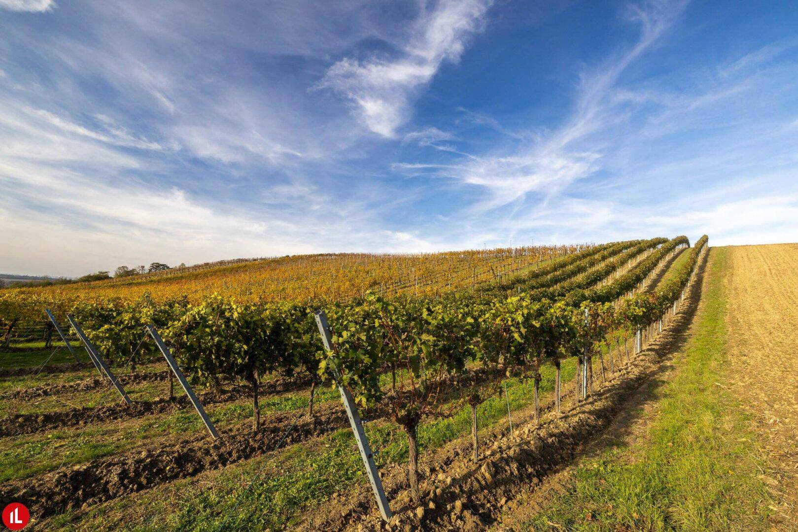 Weitläufige Weinberge unter blauem Himmel mit weißen Wolken, charakteristisch für die Region.