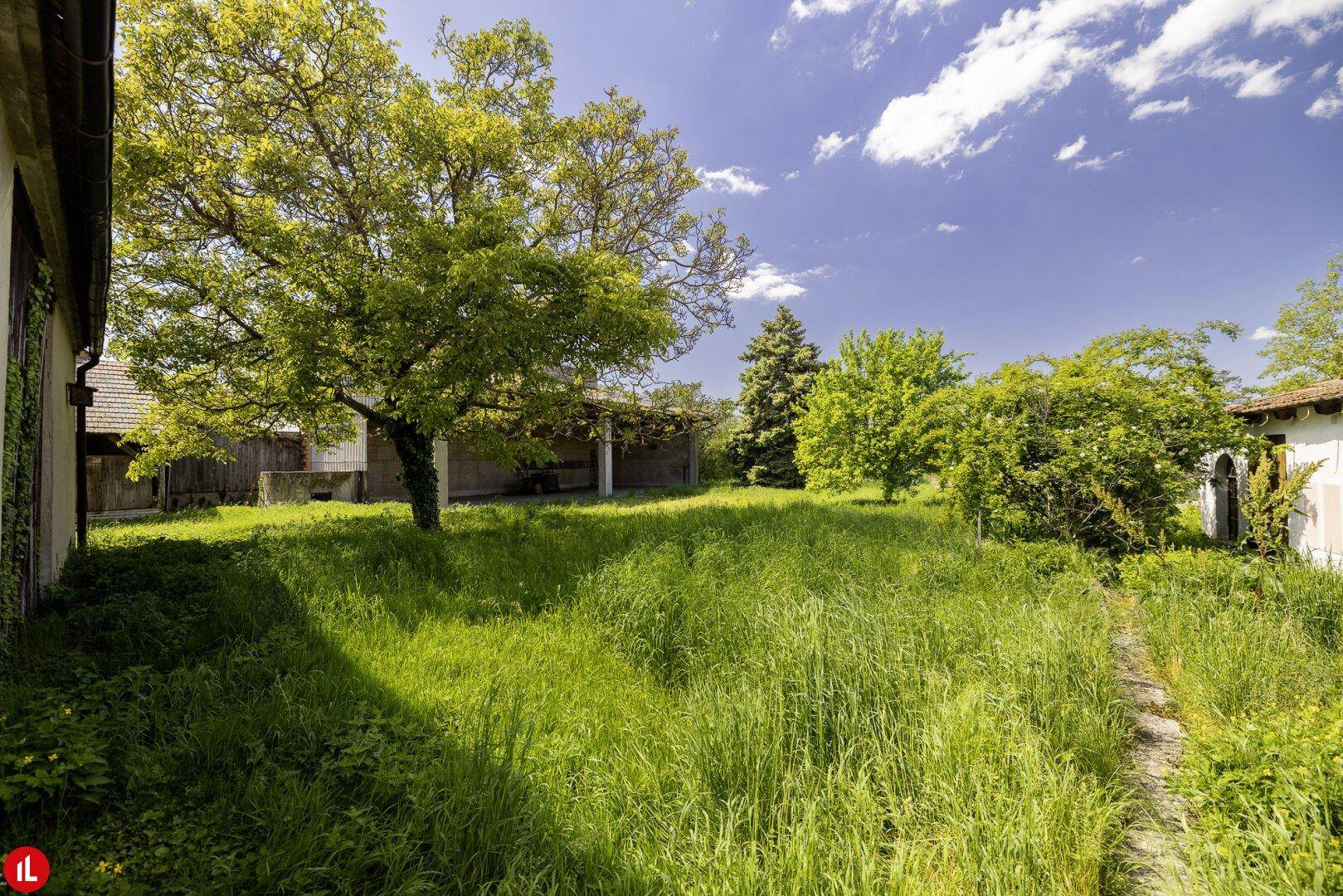 Großer, naturbelassener Gartenbereich mit hohem Gras und altem Baum unter blauem Himmel.
