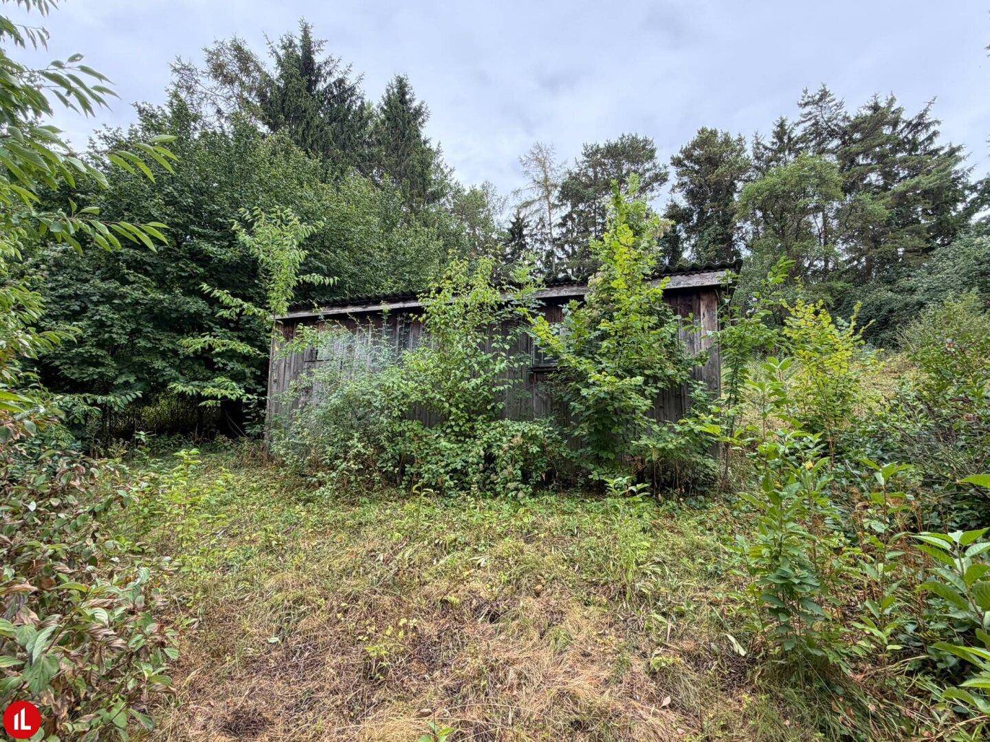 Verfallener Holzschuppen in einem dicht bewachsenen, waldähnlichen Gartenbereich.