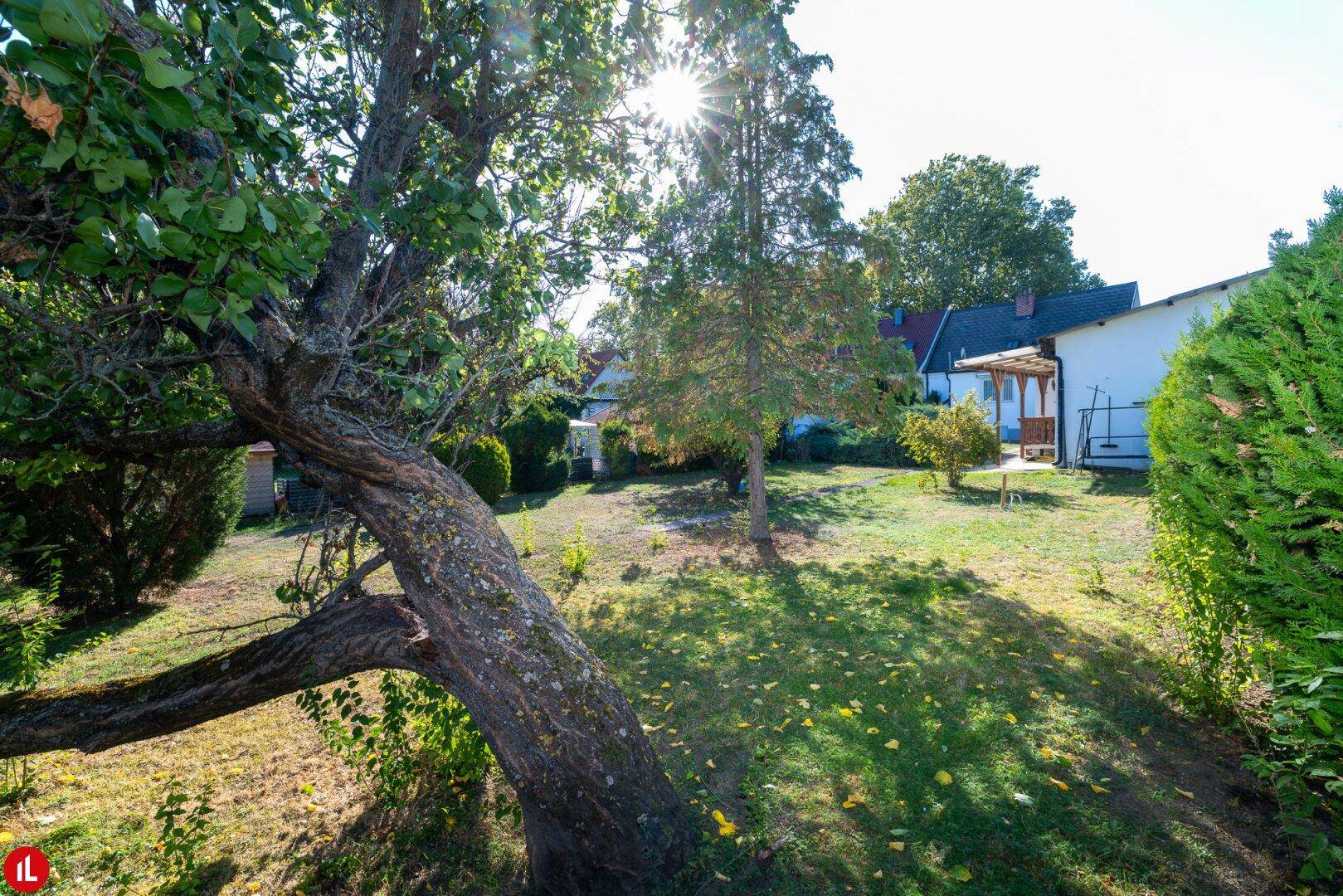 Sonnendurchfluteter Garten mit altem Baumbestand und Blick auf das Haus im Hintergrund.