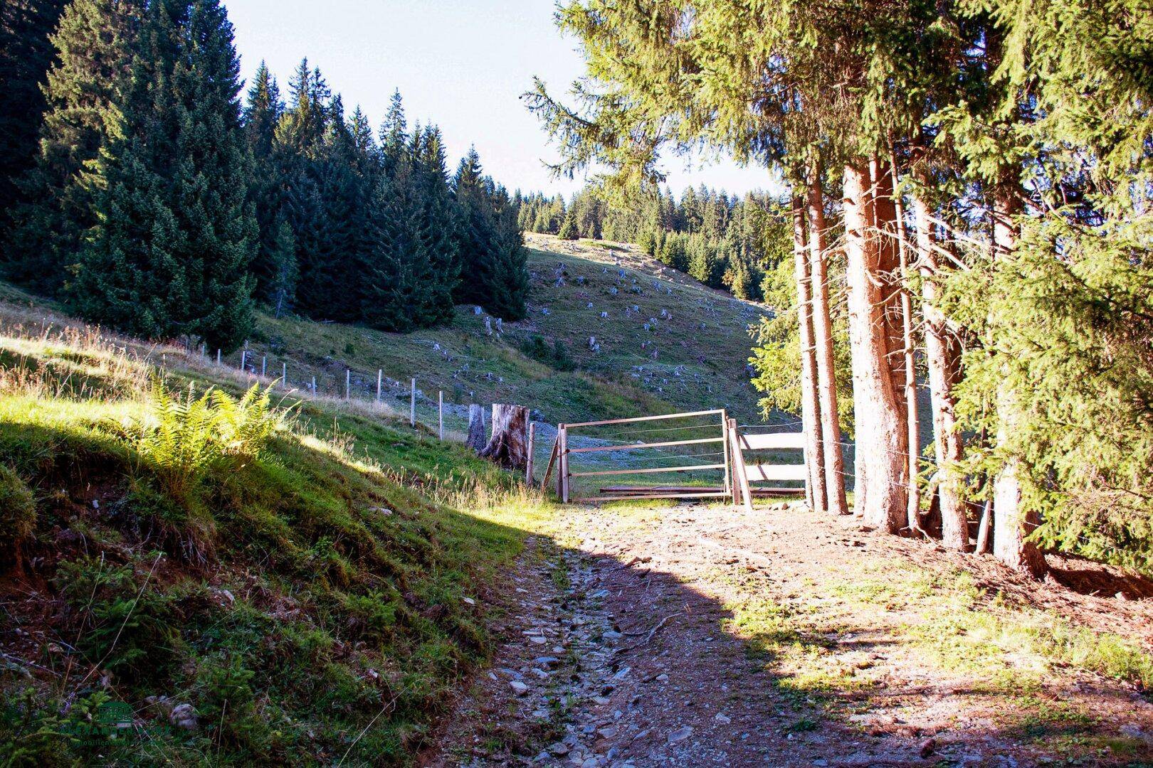 Ski-/Almhütte im Skigebiet Saalbach-Hinterglemm - Ansicht 4