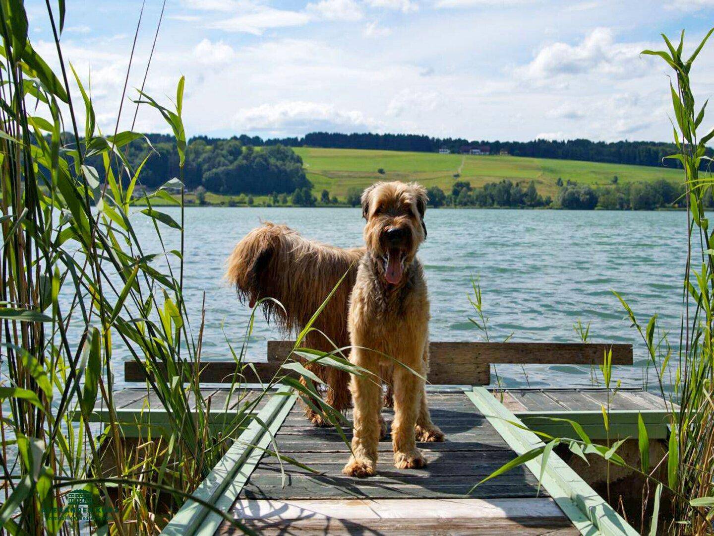 Sonniges Seegrundstück, Immobilien-Kurz-Salzburg