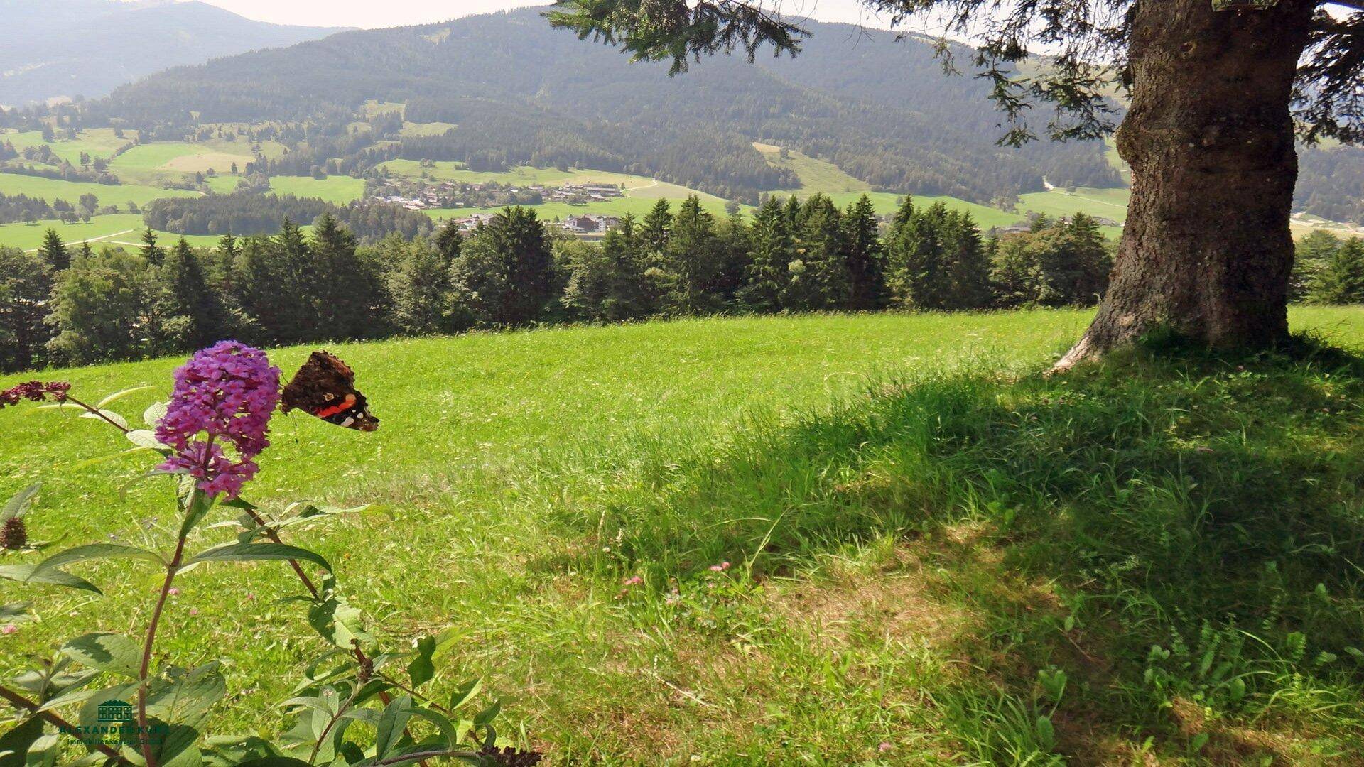 Bergbauernhof-Pinzgau Immobilien-Kurz-Salzburg